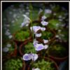 Kwiaty/flowers 